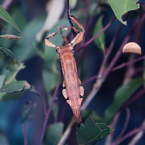 Spiny Leaf Insect, September 2011