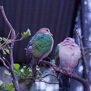 Emerald Dove, September 2011