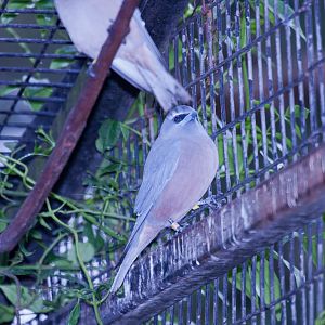 White-Browed Woodswallow, September 2011