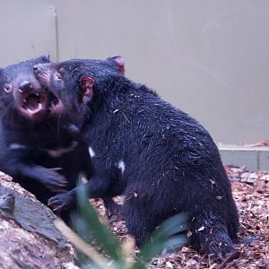 Tasmanian Devils Fighting, September 2011