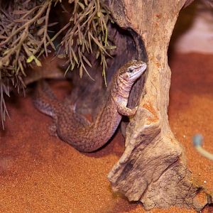 Short-Tailed Pygmy Monitor, September 2011