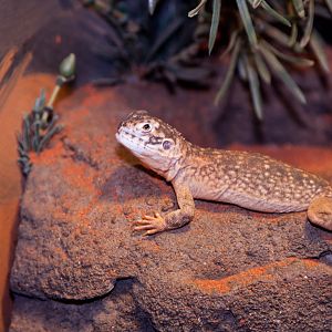 Central Netted Dragon, September 2011