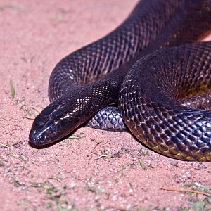 Inland Taipan, September 2011