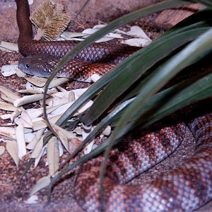 Tiger Snake, September 2011