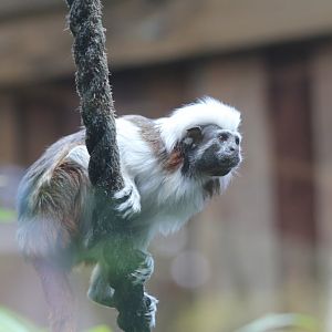 Cottontop Tamarin