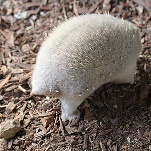Albino Echidna