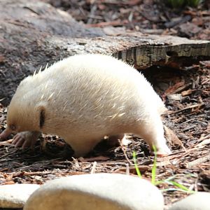 Albino Echidna