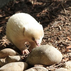 Albino Echidna