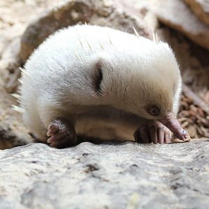 Albino Echidna
