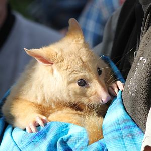 Golden Brushtail Possum