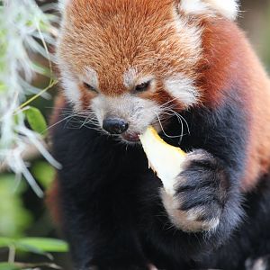 Red Panda