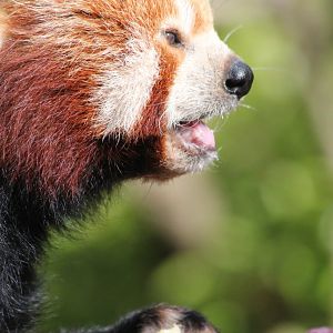 Red Panda