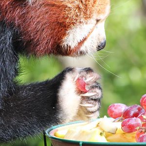 Red Panda