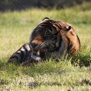 Sumatran Tiger crunching on a bone