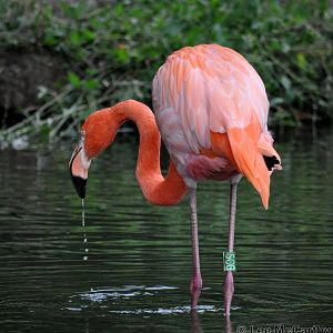 Flamingo Feeding Taken 25th September 2011