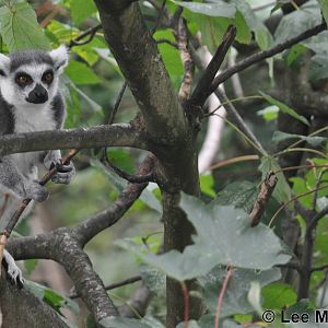 There really is Lemurs on Lemur Island!