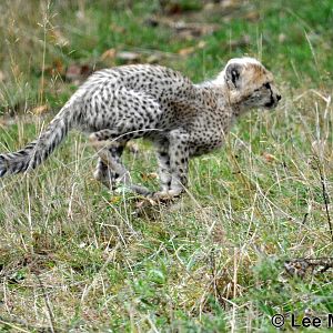 One of the Cheetah Cubs is Finding it's Running Legs!