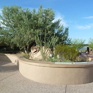 Lizard Exhibit (11 Species)