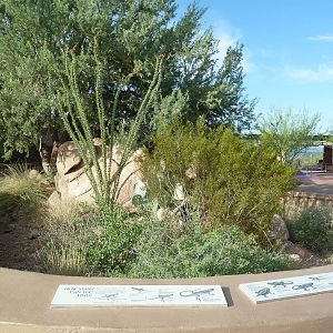 Lizard Exhibit (11 Species)