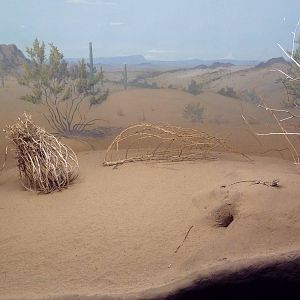 Fringe-Toed Lizard Exhibit