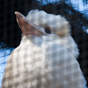 Albino Laughing Kookaburra, Jul 2011