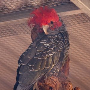 Gang-Gang Cockatoo, Jul 2011