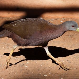 Chestnut Rail, Jul 2011