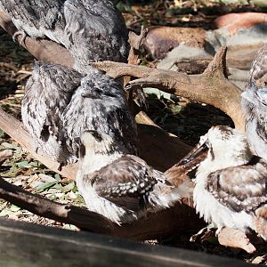 Kookaburra / Tawny Frogmouth gathering, Jul 2011