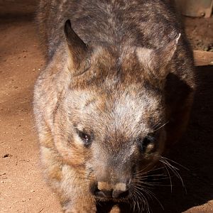 Southern Hairy Nose Wombat, Jul 2011