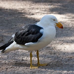 Pacific Gull, Jul 2011