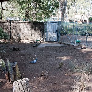 Parma Wallaby enclosure, Sept 2011