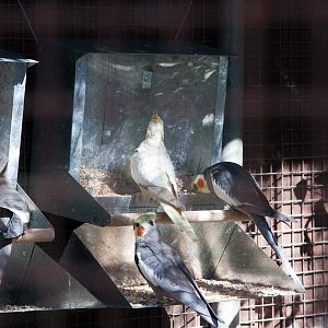 Cockatiels, Sept 2011