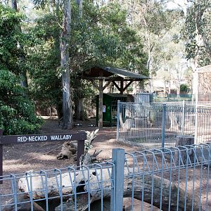 Red-necked Wallaby enclosure, Sept 2011