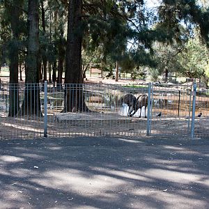 Emu enclosure, Sept 2011