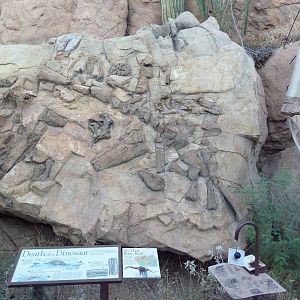 Sonorasaurus Bones