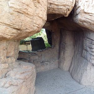 Thick-Billed Parrot Exhibit