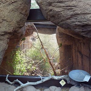 Thick-Billed Parrot Exhibit