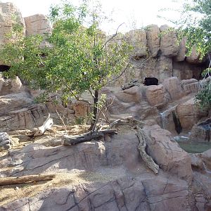 Black Bear Exhibit