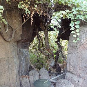American Kestrel Exhibit