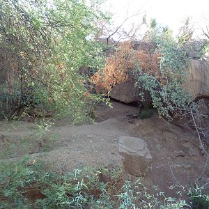 Mexican Wolf Exhibit