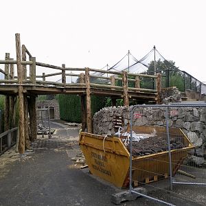 Tiger Raised Viewing Construction - 25/09/2011