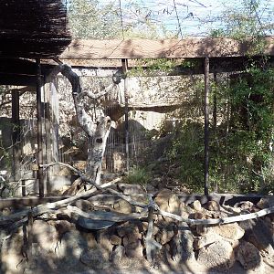 Western Screech Owl Exhibit