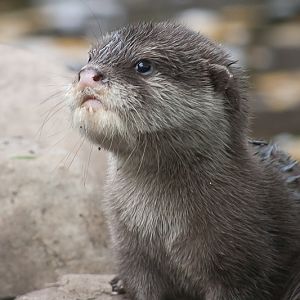 Oriental Small-clawed Otter Pup - 25/09/2011