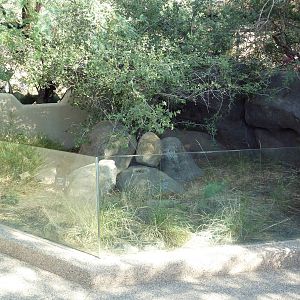 Desert Box Turtle Exhibit