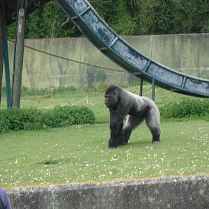 Port Lympne Wild Animal Park 16th May 2010