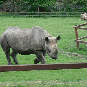 Port Lympne Wild Animal Park 16th May 2010