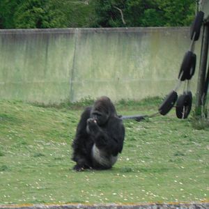 Port Lympne Wild Animal Park 16th May 2010
