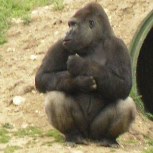 Port Lympne Wild Animal Park 16th May 2010