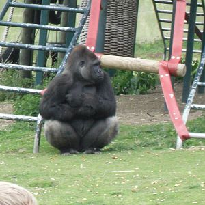 Port Lympne Wild Animal Park 16th May 2010
