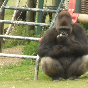 Port Lympne Wild Animal Park 16th May 2010